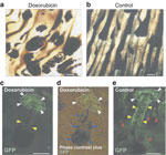 Figure 4 - Unfortunately we are unable to provide accessible alternative text for this. If you require assistance to access this image, please contact help@nature.com or the author